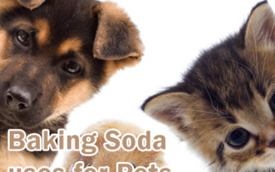 Sodium Bicarbonate Uses for Pets