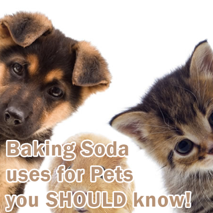 can dogs have baking soda