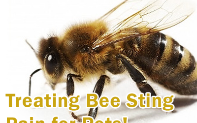 Treating A Bee Sting for Pets