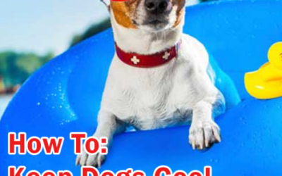 Keep Dogs Cool in Summer!