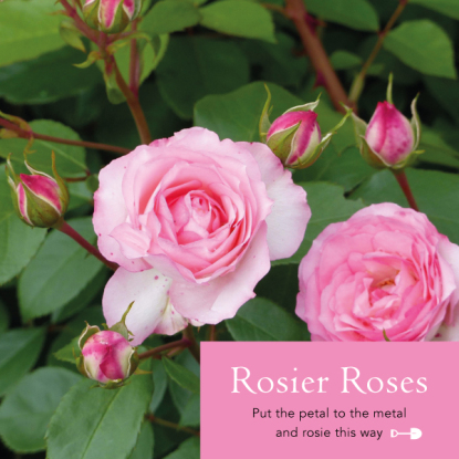Rosier Roses